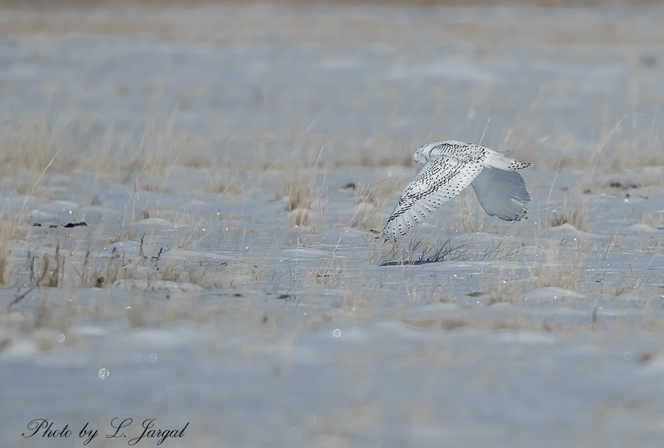 The snowy owl (Bubo scandiacus)
